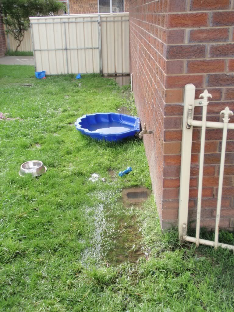 Flooded Backyard